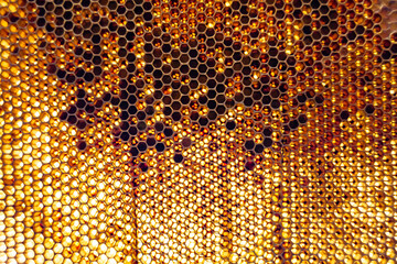 Drop of bee honey drip from hexagonal honeycombs filled with golden nectar