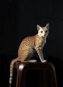 Portrait of beautiful cat sitting in black background