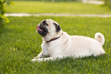Cute pug suffers from thirst and heat. The dog lies on the street with his tongue hanging out 