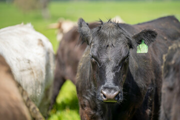 Fototapeta premium Stud Beef bulls, cows and calves grazing on grass in a field, in Australia. breeds of cattle include speckled park, murray grey, angus, brangus and wagyu on long pasture in spring and summer