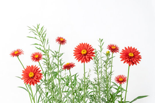 Red Flowers on White Background