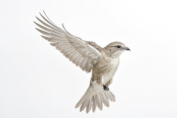 A White-winged Bird in Flight