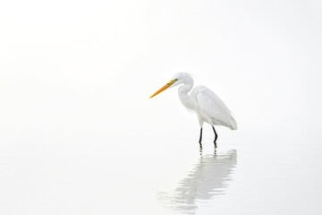 Great Egret Standing in Shallow Water