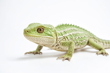 Obraz premium Green Lizard on White Background