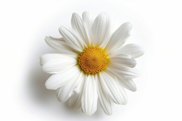 Obraz premium a white daisy flower on a white background