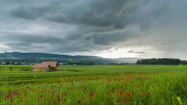 Approaching storm in a red flower meadow on a sunset with stormy clouds in Switzerland. It is raining on the horizon and the sun's rays are shining on the landscape. Filmed in Switzerland,M&ouml;nchaltorf.
