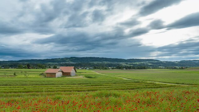 Approaching storm in a red flower meadow on a sunset with stormy clouds in Switzerland. You see a beautiful landscape with a alone house.