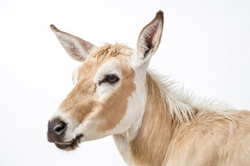Obraz premium Close Up of a Saiga Antelope