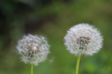 dandelion clock with fluffy seeds