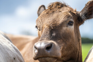 Beef cows and calves grazing on grass on a beef cattle farm in  Australia. breeds include murray grey, angus and wagyu