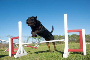 training of agility