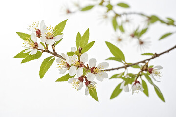 White Blossoms on a Branch