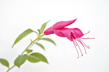 Close-up of a Pink Fuchsia Flower with Green Leaves on a White Background
