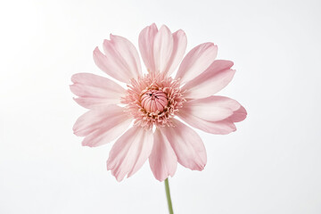 Close-up of a delicate pink flower on a white background