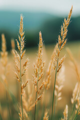 Obraz premium close shot of a spike of wheat with long tendrils in the foreground, wheat field