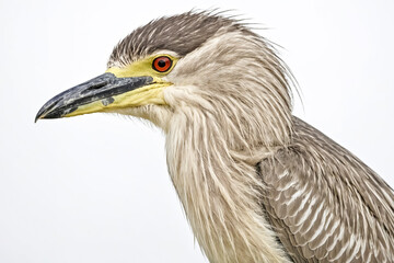 Obraz premium Black-crowned Night Heron Profile