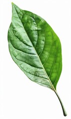Obraz premium a single green leaf isolated on a white background