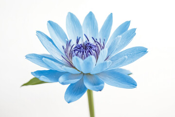 Close-up of a Blue Water Lily Flower with White Background