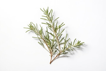 Sprig of Rosemary on White Background