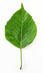 Obraz premium a single green leaf isolated on a white background
