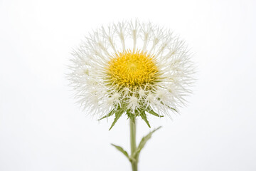Obraz premium Close-up of a white flower with a yellow center against a white background