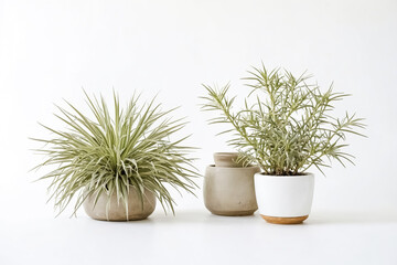 Green Plants in White Pots