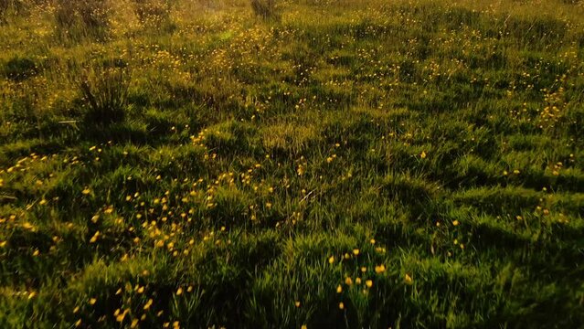 Yellow buttercup wild flowers in tall grass meadow aerial drone 