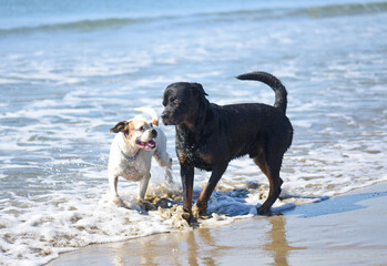 rottweiler and boxer