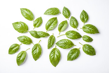 Fresh Basil Leaves Isolated on White Background