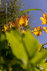 Fototapeta premium tulip flowers for decorating the yard in spring