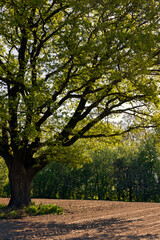 a single growing oak tree in an agricultural field