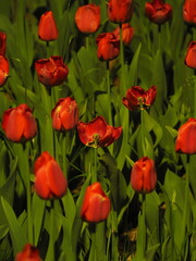 field of red tulips