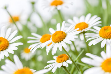Fototapeta premium Close-Up of a Delicate Daisy Flower in a Field of Blooms