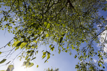 birch foliage in the spring season
