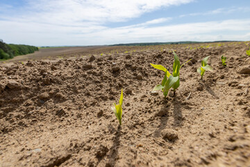a monoculture field with the cultivation of a new crop of corn