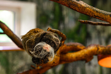 Funny emperor tamarin monkey with white mustache at zoo sitting on branch looks amusingly at camera, gazing curiously. Wildlife conservation in zoo habitats. Exotic animals and endangered species
