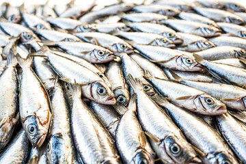 Obraz premium Fresh Catch