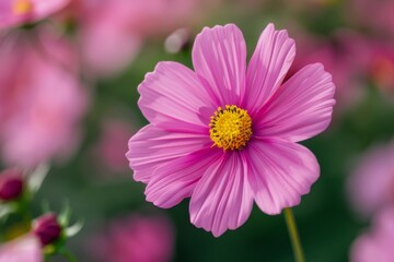 Obraz premium Pink flower, yellow center, field