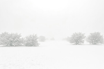 Snow-Covered Trees in a Foggy Winter Landscape