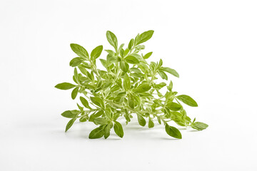 Fresh Green Herb Sprig Isolated on White Background