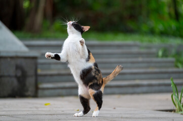 Kitten standing up and playing outdoors