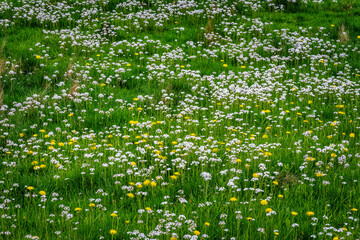 Wild flower field in white and yellow, Norway