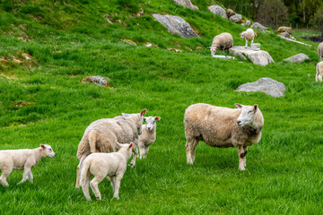 Obraz premium Sheep with bells on in the area near Egersund in Norway