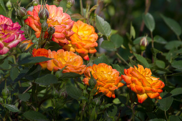 Orange roses in close-up. A blooming rose bush in the garden.
