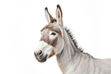 Obraz premium Close-up portrait of a gray donkey with white markings