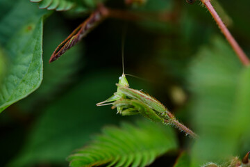 Close-up view of grasshopper on green leaves
