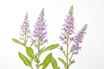 Purple Flowers with Green Leaves on a White Background