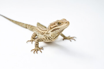 Naklejka premium Close-up of a brown lizard on a white background
