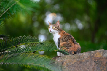 Kitten sitting on a rock in the woods