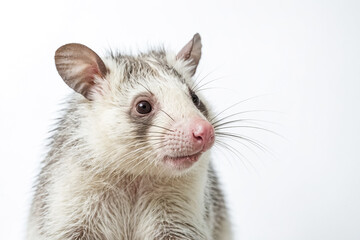 Close-up Portrait of a White-Faced Opossum with Pink Nose
